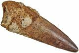 Fossil Spinosaurus Tooth - Nice Enamel Preservation #233790-1